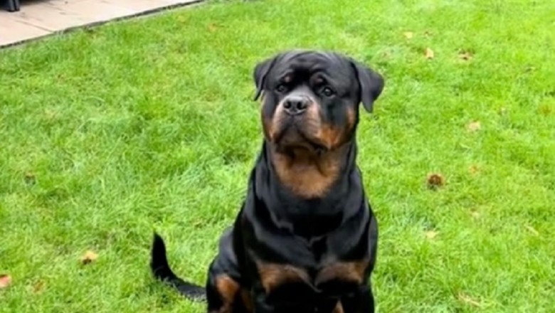 Enchanting Video of Little Girl and Rottweiler Charms 356.4K Viewers Worldwide!