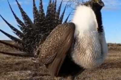 Fluffiest Bird with the Quirkiest Chest Takes the Internet by Storm! Prepare for Cuteness Overload!