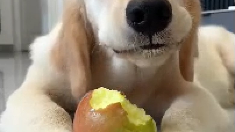 Hilarious Canine Chaos: Watch in Amazement as this Dog Devours Everything in Sight!"