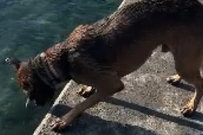 Hilarious Dog-Dunk Fail! Watch as a Pup Drops a Ball in Water, but Guess Who Retrieves it?