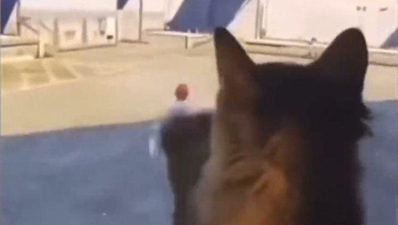 Hilarious Secrets Revealed: What Cats Actually Do When They're Home Alone!