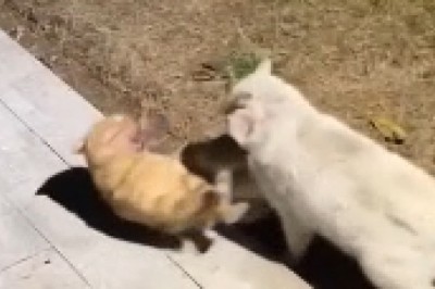 Hillarious Hide and Seek: Two Cats Engage in Hysterical Feline Fisticuffs in an Isolated Haven!