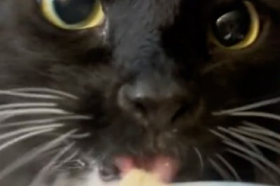 Max the Cat's Hilarious Ice Cream Mishap Breaks the Internet!