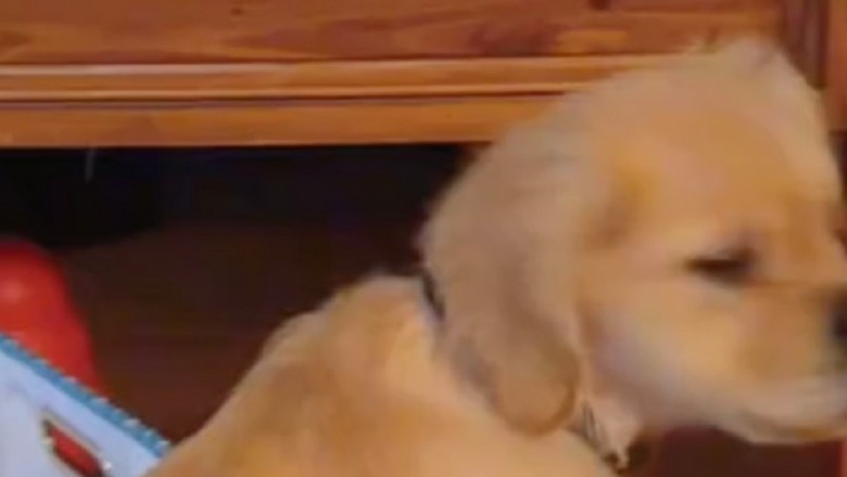 Meet Teddy, the Golden Retriever Puppy with a Cleft Palate That Melted Hearts and Went Viral!