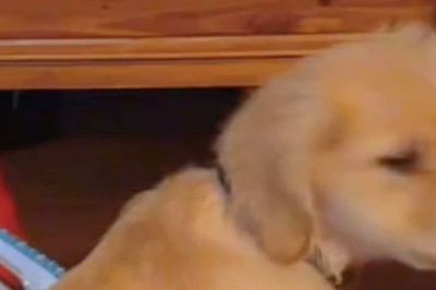 Meet Teddy, the Golden Retriever Puppy with a Cleft Palate That Melted Hearts and Went Viral!