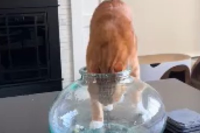 Purrtastic Pawsitively Hilarious! Watch as a Clever Cat Takes Bottle-Head Exploration to a Whole New Level!