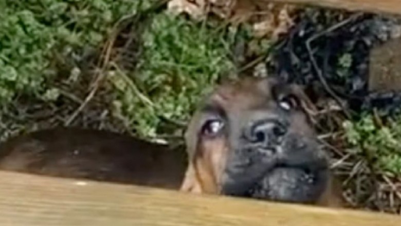 Salem the Rain-Resistant Saint-Hubert: The Adorable Puppy's Hilarious Encounter with Rain Goes Viral