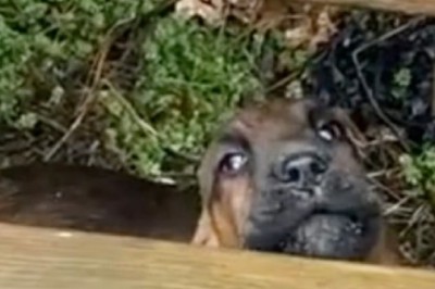 Salem the Rain-Resistant Saint-Hubert: The Adorable Puppy's Hilarious Encounter with Rain Goes Viral