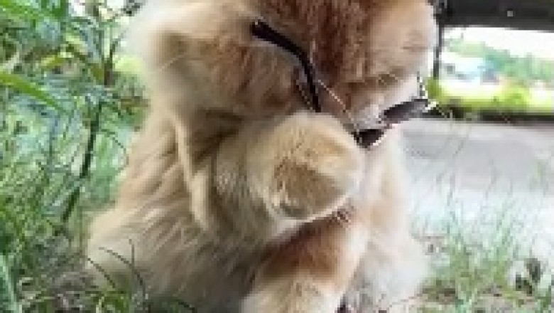 Spectacled Feline Takes the Internet by Storm: Cat Wearing Glasses Will Leave You in Stitches!