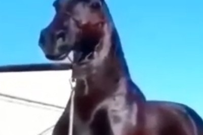 Unbelievable Horse Resilience: Witness the Hilarious Antics of a Determined Equine Hero!