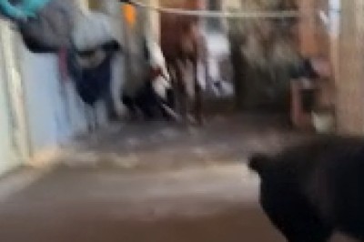 Unlikely BFFs: Rottweiler and Horse Take Friendship to New Heights! Prepare for Cuteness Overload!