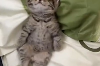 Adorable Little Kitten Takes Cuteness to a Whole New Level While Catching Zzz's!