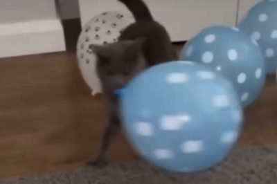 CAT-TASTIC Party Time - You won't stop smiling watching this Hilarious Feline Fiesta!