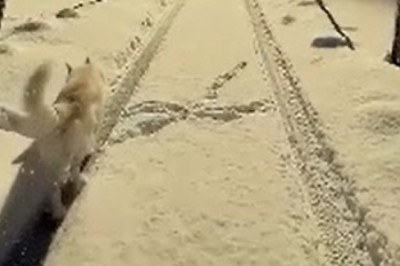 Epic Snow Tumble: Hilarious Dog Takes on the Slippery Slopes!