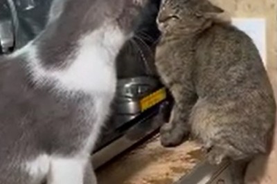 Feisty Feline Frenzy: Hilarious Video Shows Cat Hitting Cat, Cat-ception Ensues!