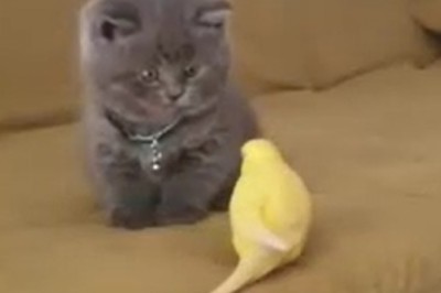 Hilarious Cat and Canary Duo: Unlikely BFFs or Ultimate Pranksters?