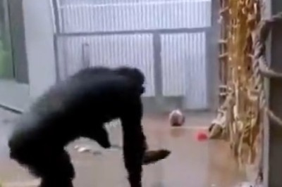 Hilarious Gorilla Turns into a Domestic Diva, Sweeping Up Laughs with a Broom - Must-Watch Video!