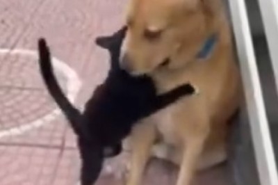 Laugh Out Loud: Cats and Dogs Collide in the Ultimate Comedy Showdown!