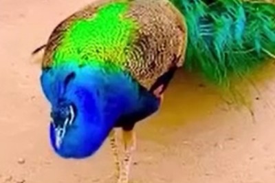 Prepare to be Mesmerized by the Spectacular Showcase of Beautiful Peacocks! A Feathery Fiesta Like Never Before!