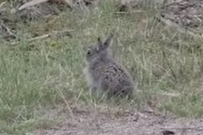 Rabbit Rambo: The Epic Battle of the Wilderness Protector and the Tiny Rabbit!