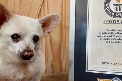 Spike The 24-Year-Old Chihuahua Shatters Records - World's Oldest Dog!