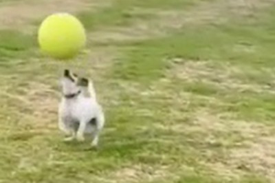 Dog Baller Alert! Watch Hilarious Video of a Canine Channeling its Inner Football Pro!