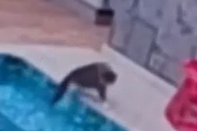 Epic Cat Fail! Watch as This Hilarious Kitty Takes a Unexpected Dive into the Pool!