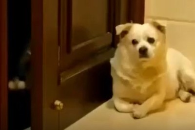 Hilarious Canine Security Guard Ensures Cats Stay Out of the Room!