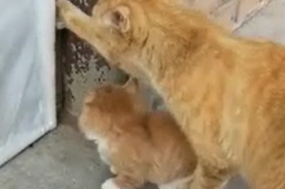 Hilarious Cat Becomes Ultimate Doorman, Opens Door for Adorable Kitten!