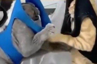 Hilarious Cat Rope Rumble: You Won't Believe What Happens When Cats Fight on a Hanging Rope!