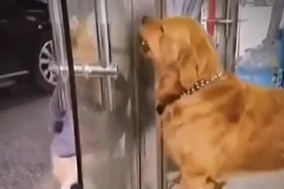 Hilarious Dog Standoff: Canine Confrontation over Store Bottle Turns into Comedy Gold!