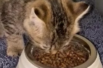 Hold Onto Your Seats! Watch This Hilarious Kitten Eating Adventure That Will Leave You in Stitches!