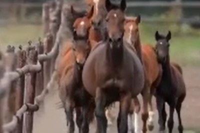 Prepare to be Amazed! Watch the Hilarious Hijinks of a Surprisingly Strong Horse That Will Leave You in Awe!