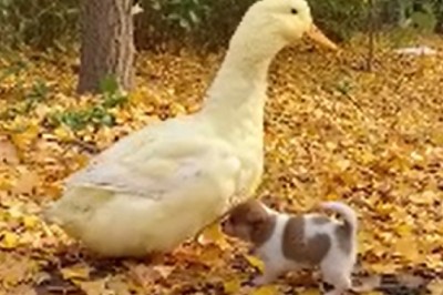 Silly Shenanigans: The Unbelievable Friendship Between a Small Dog and a Goofy Goose!