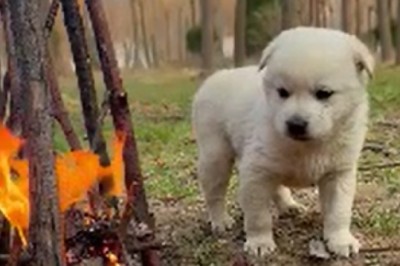 The Hilarious Adventure of a Small Dog That Found the Perfect Campfire...But Not What You'd Expect!