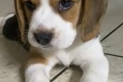 Tiny Pup Takes Over the Internet with Irresistible Cuteness!