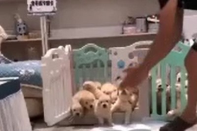Tiny Terrors Unleashed! Hilarious Video of Small Dogs Going Bonkers at Mealtime!