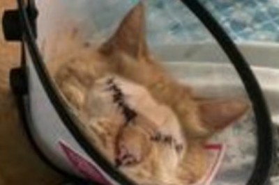 A Pet Owner's Heart-Wrenching Sacrifice will Leave You in Tears