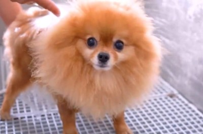 Canine Comedy Gold: Unleash the Hilarity with The Daily Life of This Wonderful Dog!