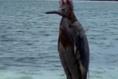 Hilarious Bird Takes Beach Vibes to Another Level - You Won't Believe What It Does!
