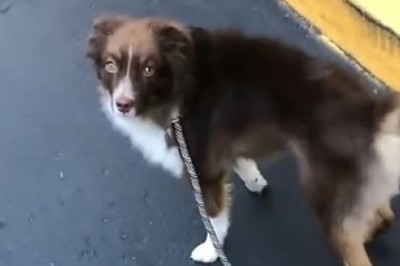 Hilarious Dog Shatters Walking Stereotypes: Watch as this Clever Canine Refuses to Take the 'Responsible' Route!