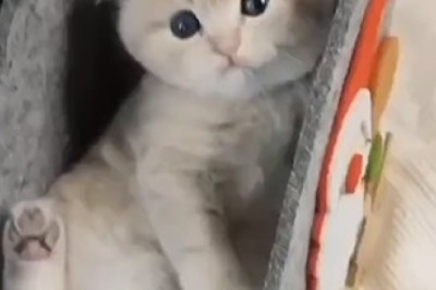 Hilarious Kittens Take Playfulness to New Heights – Prepare for Non-Stop Laughter!