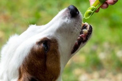 Peas for Pups: The Surprising Superfood You Need to Add to Your Dog's Diet NOW!