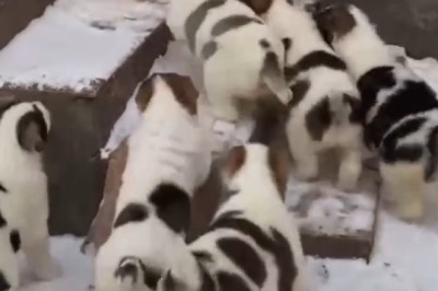 Tiny but Mighty: Watch These Small Dogs Conquer the Staircase with Hilarious Determination!