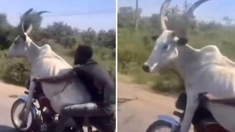 Unbelievable: Man Defies Odds, Transports Cow on Motorbike!