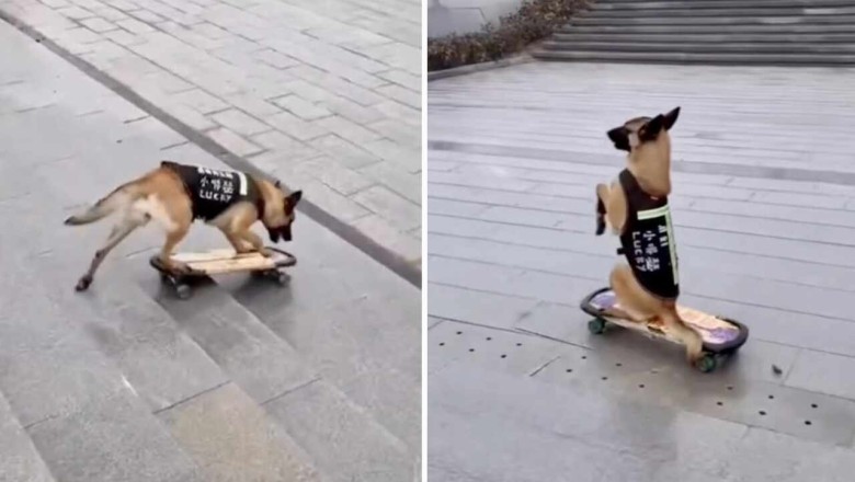 Watch This Skateboarding Dog's Epic Trick That's Taking the Internet by Storm!