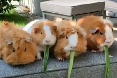 You Won't Believe how Hilarious Guinea Pigs are when they Eat Lettuce!