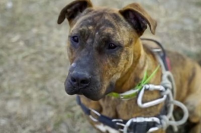 576 Days of Longing: Eli's Plea for a Forever Home Will Break Your Heart