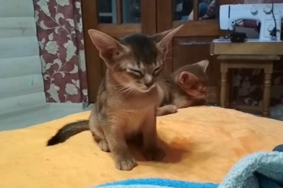 Adorable Cat Succumbs to the Sleep Spell!