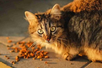 The Shocking Truth About Overfeeding Cats: How It's Secretly Harming Their Health